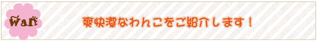 わんこ紹介