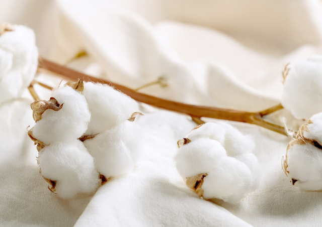 綿(コットン)とシーツ